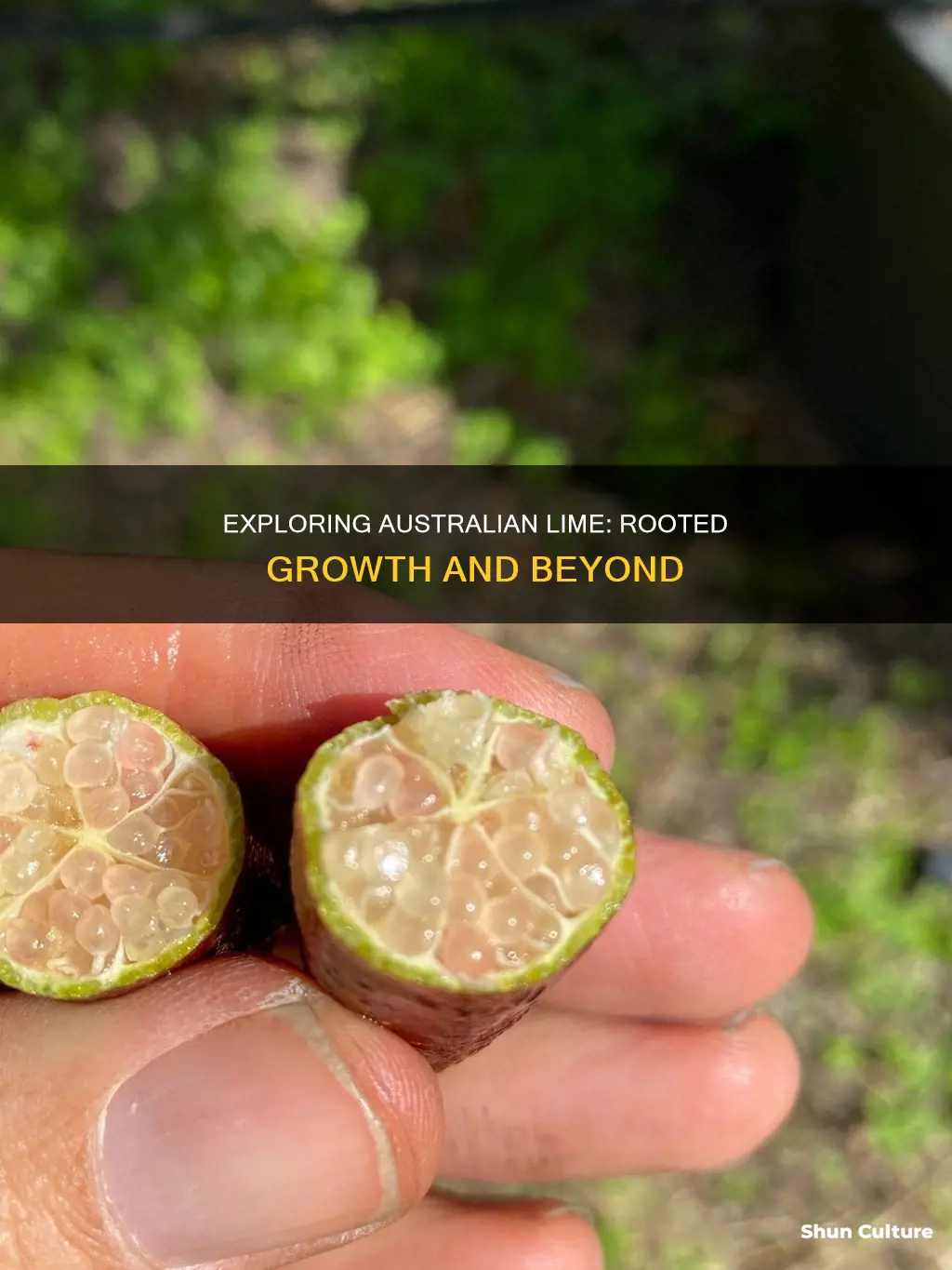 do australian lime grow from their own roots