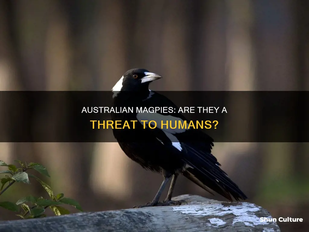 do australian magpies actually hurt people