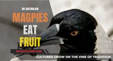 Magpies' Diet: Do They Eat Fruit?
