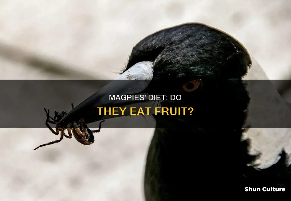 do australian magpies eat fruit