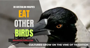Australian Magpies: Avian Hunters or Harmless Songbirds?