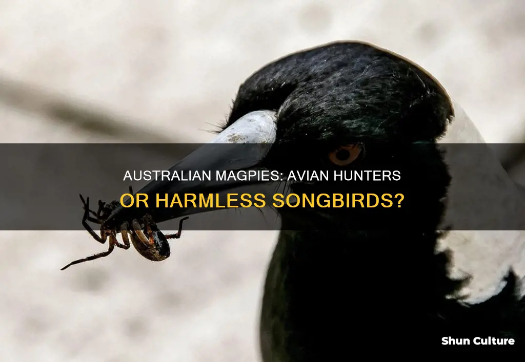 do australian magpies eat other birds