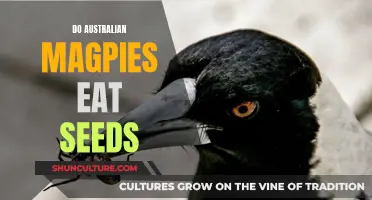 Australian Magpies: Seed-Eating Birds?