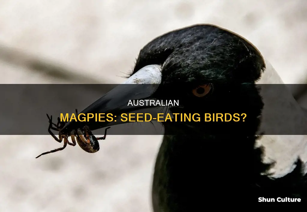 do australian magpies eat seeds