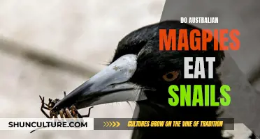 Magpie Diet: Snails, a Tasty Treat for Australian Magpies?