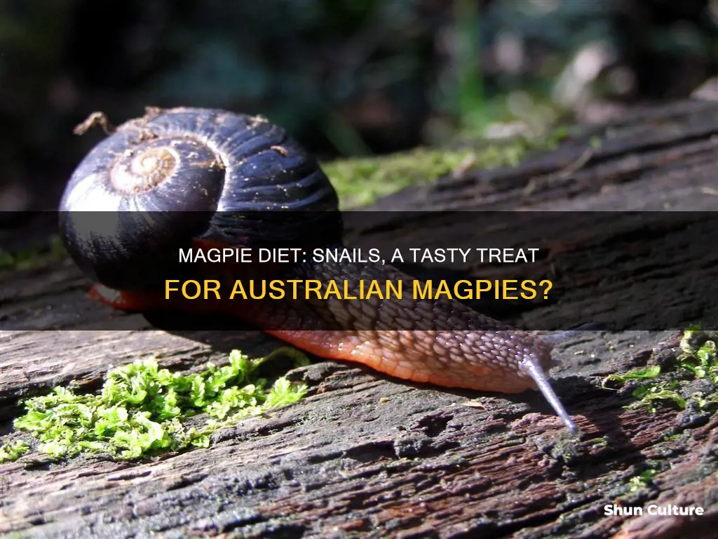 do australian magpies eat snails
