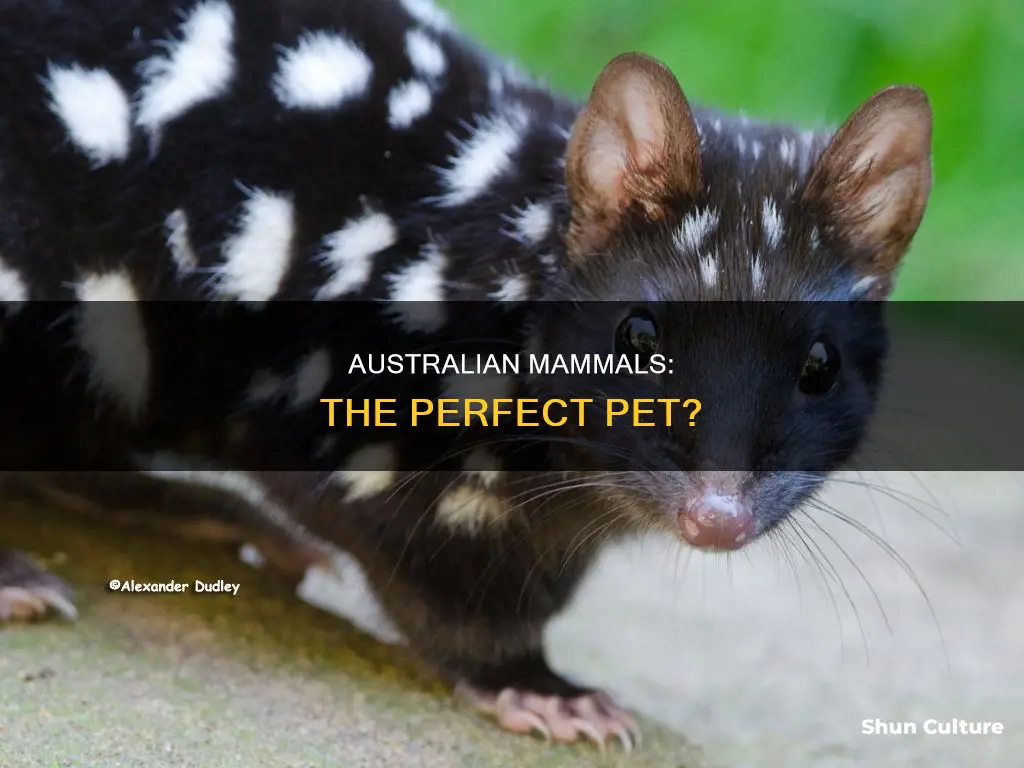 do australian mammals make a good pets
