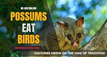 Australian Possums: Do They Prey on Birds?