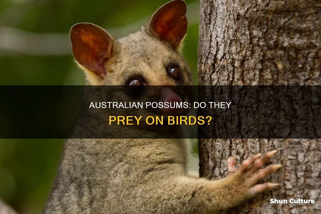 do australian possums eat birds