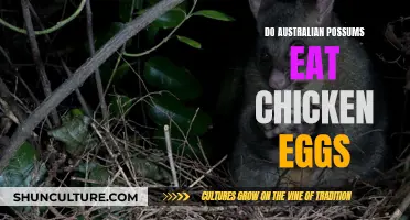 Australian Possums: Do They Eat Chicken Eggs?