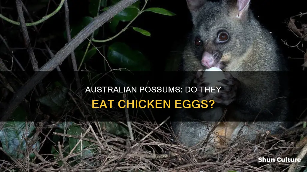 do australian possums eat chicken eggs