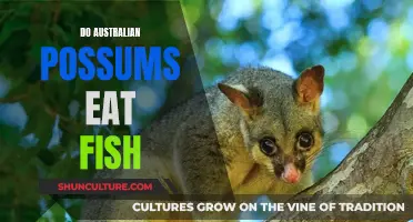 Australian Possums' Diet: Do They Eat Fish?