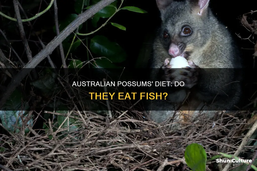 do australian possums eat fish
