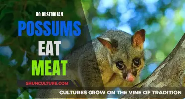 Australian Possums: Meat-Eating Habits Explored