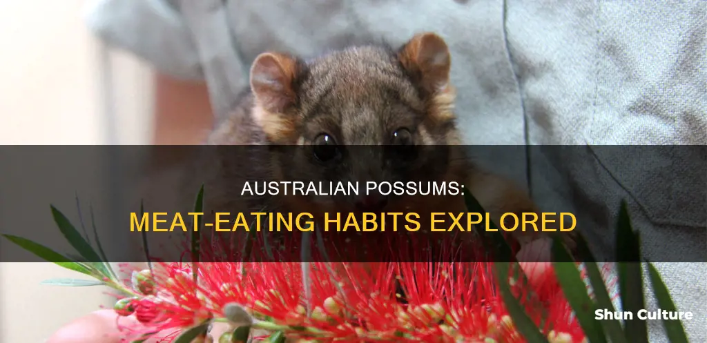 do australian possums eat meat
