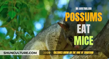 Australian Possums: Do They Eat Mice?