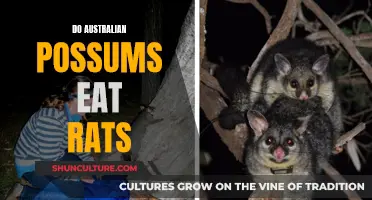 Australian Possums: Do They Eat Rats?