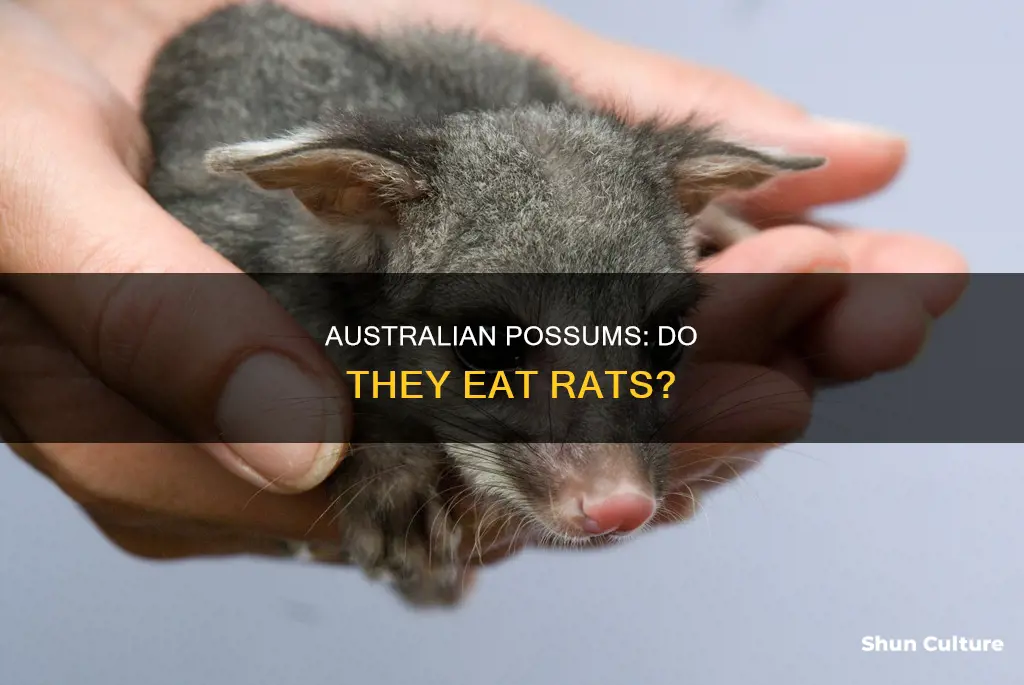 do australian possums eat rats
