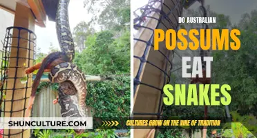 Australian Possums: Snake Eating Habits Explored
