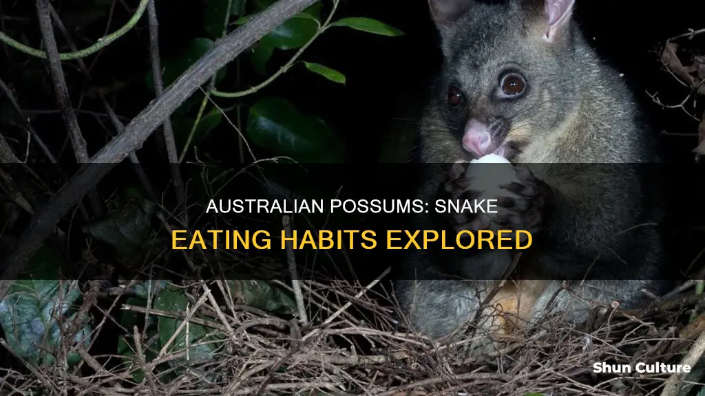 do australian possums eat snakes