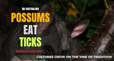 Australian Possums: Natural Pest Control for Ticks?