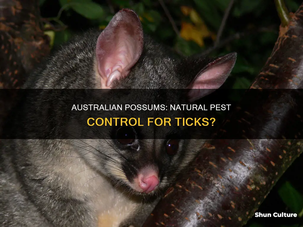 do australian possums eat ticks