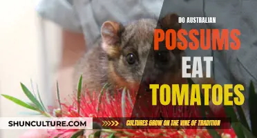 Australian Possums and Tomatoes: A Tasty Treat or Not?