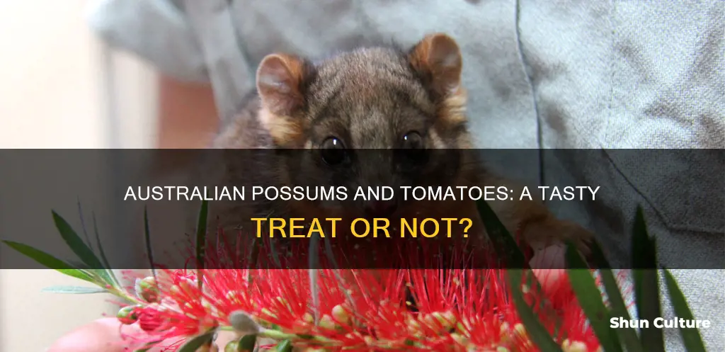 do australian possums eat tomatoes