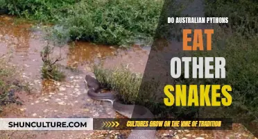 Australian Pythons: Snake-Eating Reptiles Down Under