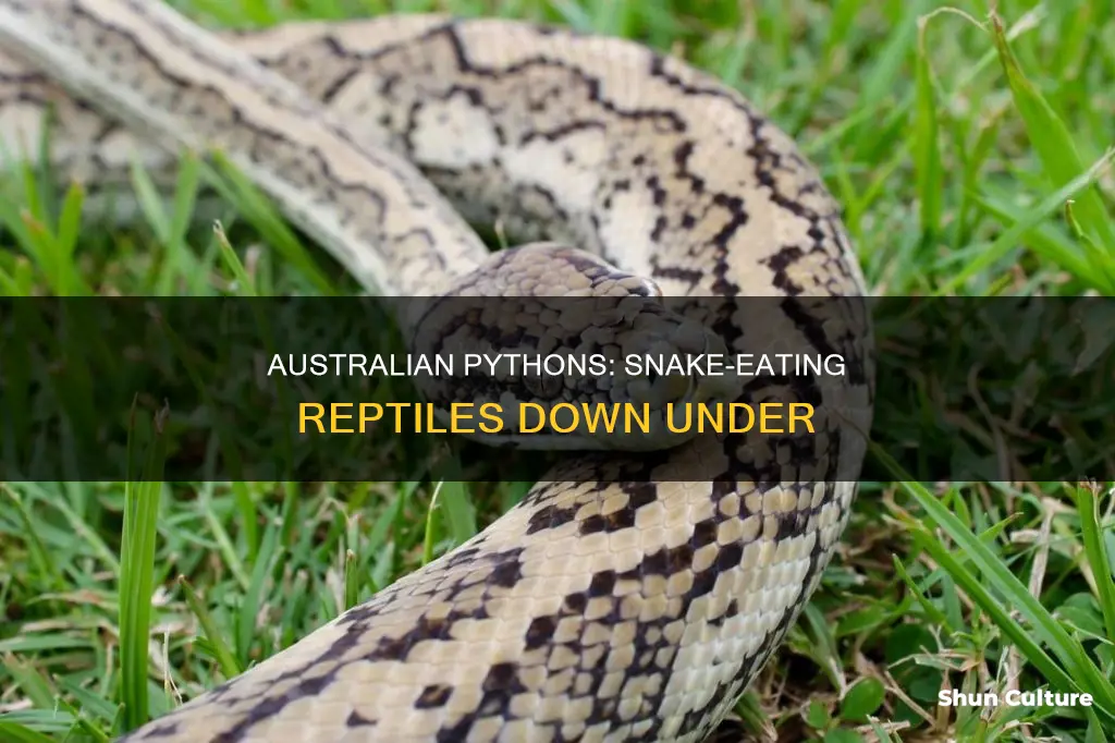 do australian pythons eat other snakes