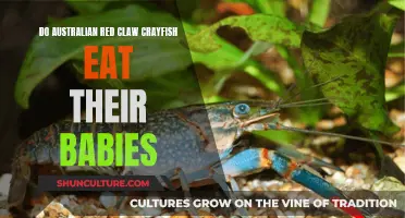 Australian Red Claw Crayfish: Do They Eat Their Young?