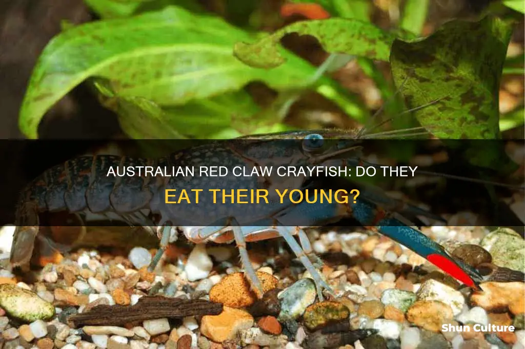 do australian red claw crayfish eat their babies