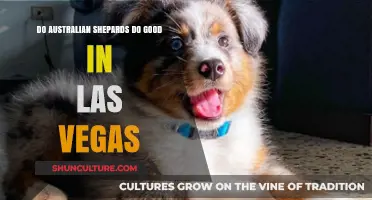 Australian Shepherds: Vegas Viability?