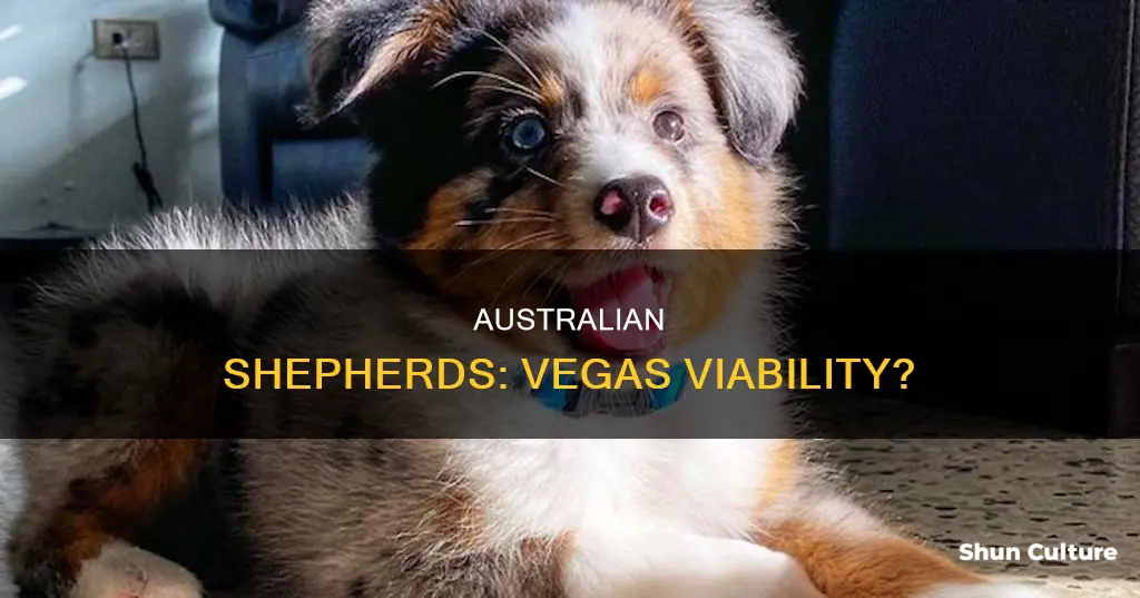 do australian shepards do good in las vegas