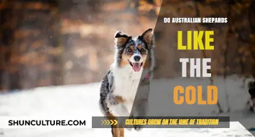 Australian Shepherds: Cold Weather Companions?