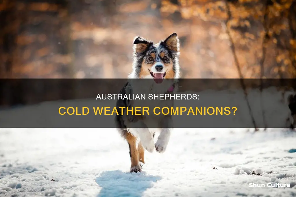 do australian shepards like the cold