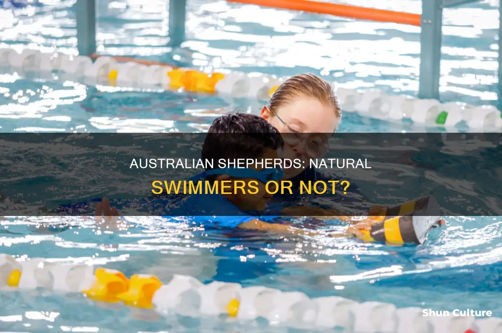 do australian shepards like to swim