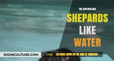 Australian Shepherds: Water Lovers or Land Lubbers?