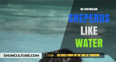 Australian Shepherds: Water Lovers or Land Lubbers?
