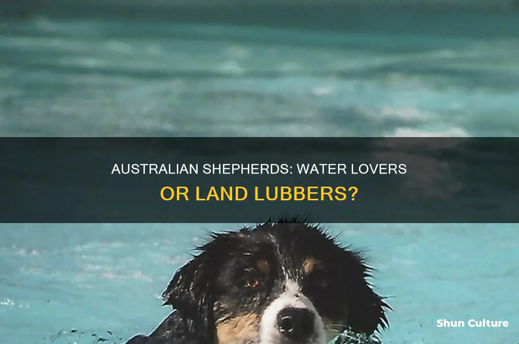 do australian sheperds like water