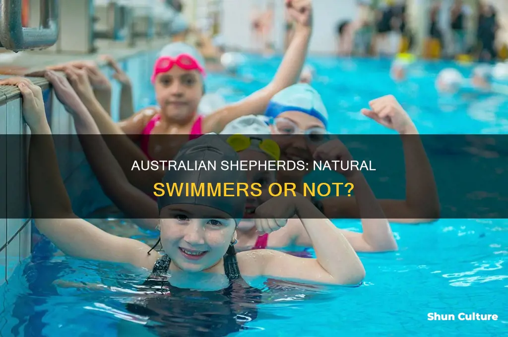do australian shephards like to swim