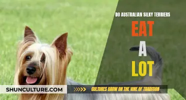 Australian Silky Terriers: Big Appetites in Little Dogs?