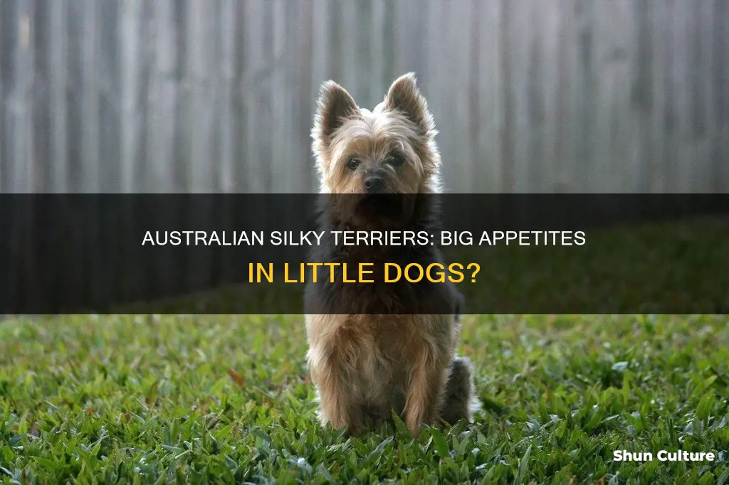 do australian silky terriers eat a lot