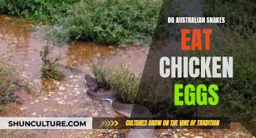 Snakes' Appetite for Chicken Eggs in Australia