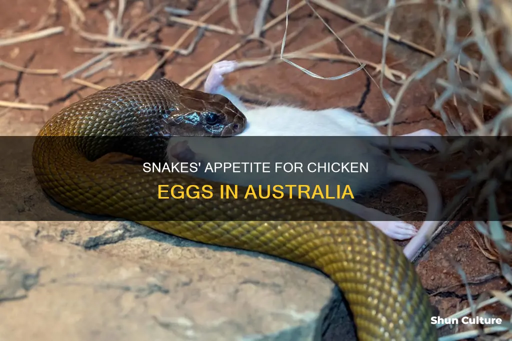 do australian snakes eat chicken eggs