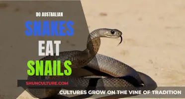 Snail Snacking: Australian Snakes' Favorite Food Revealed