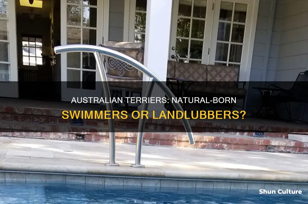 do australian terriers like to swim