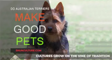 Australian Terriers: Ideal Pets for Active Owners