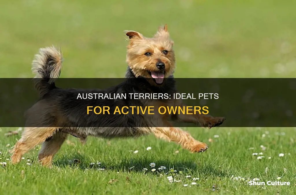 do australian terriers make good pets