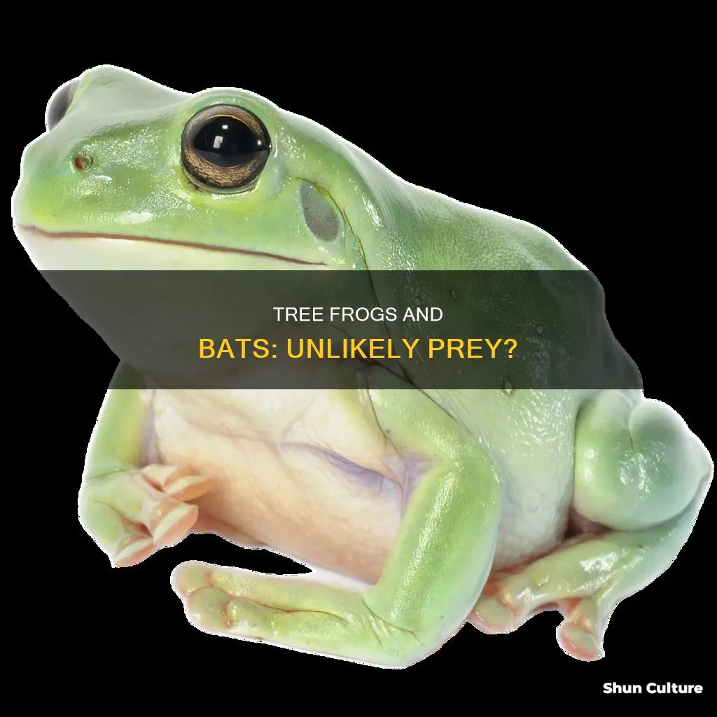 do australian tree frogs eat bats